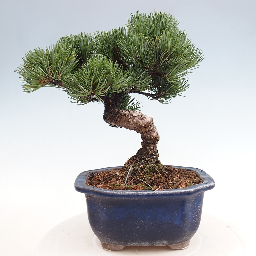 Outdoor bonsai - Pinus parviflora - Mała sosna