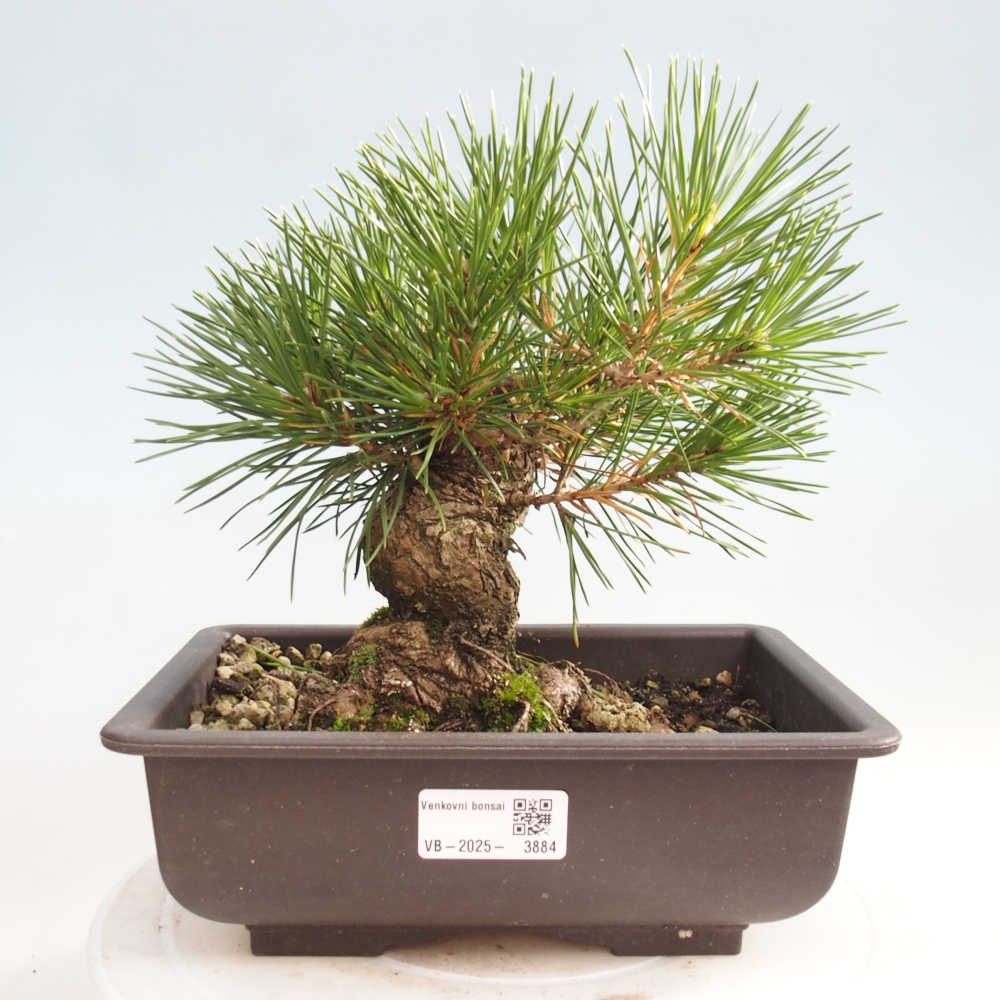 Outdoor bonsai - Pinus thunbergii - sosna Thunberga