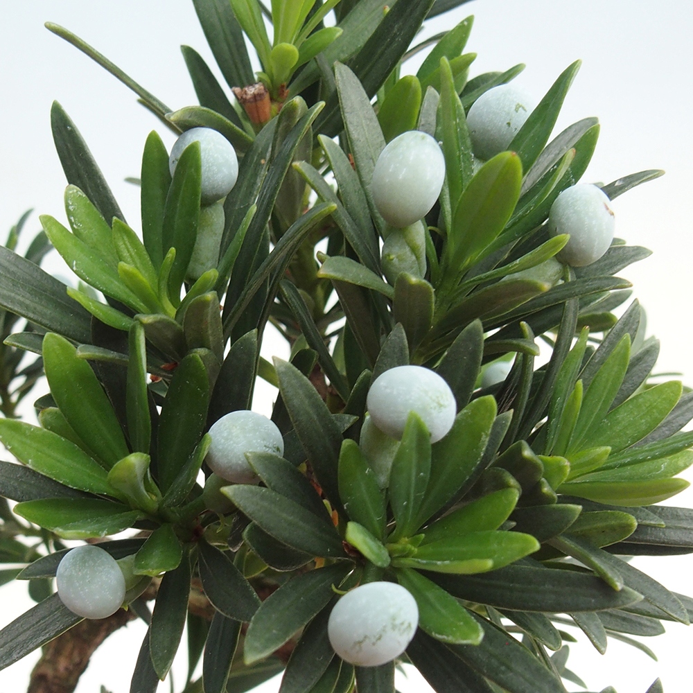 Kryty bonsai - Podocarpus - Kamień tys