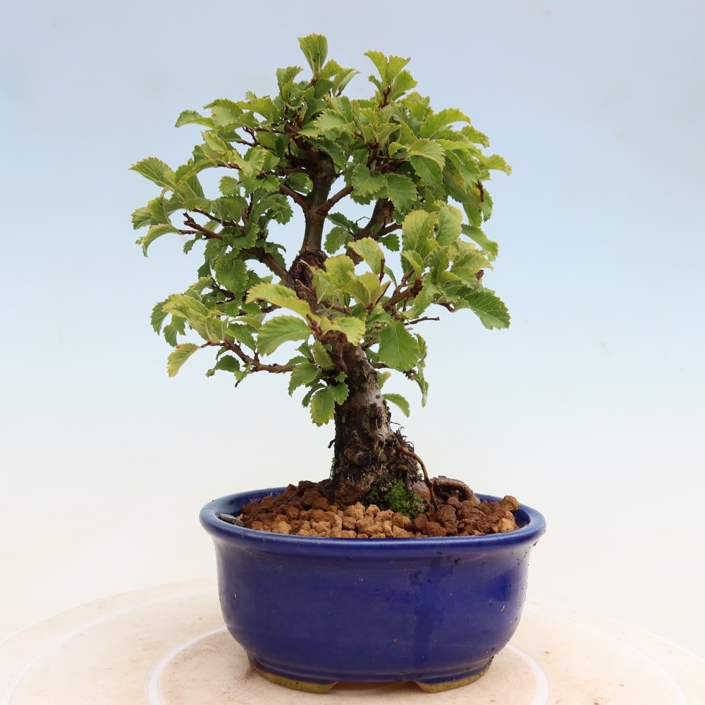 Bonsai zewnętrzne - Zelkova - Zelkova NIRE