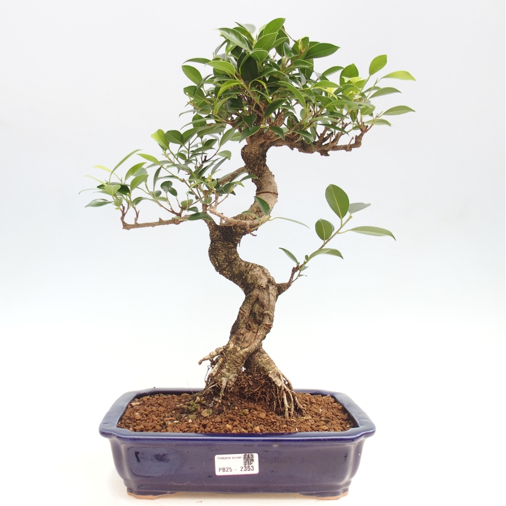 Kryty bonsai - Ficus kimmen - figowiec drobnolistny