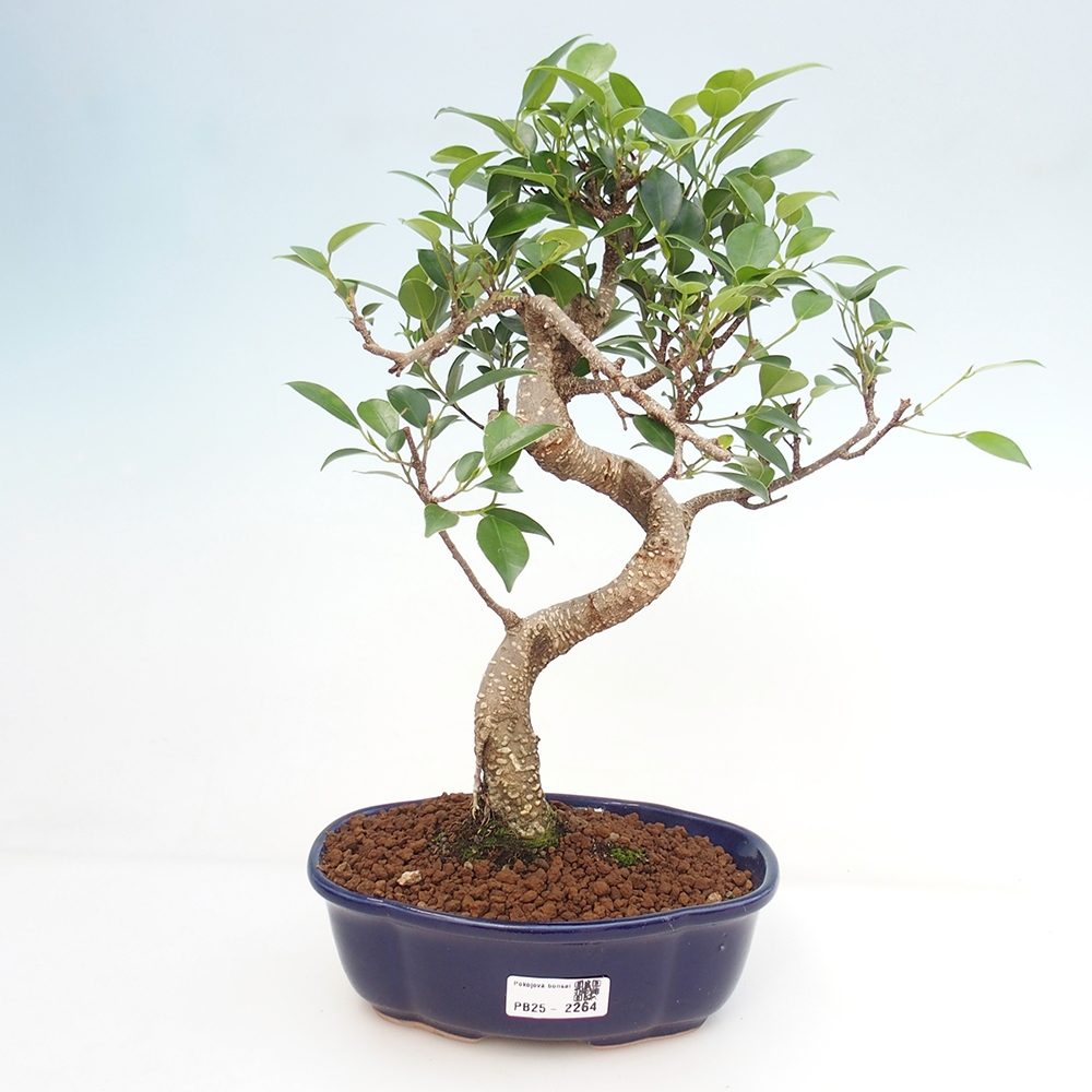Kryty bonsai - Ficus retusa - figowiec drobnolistny