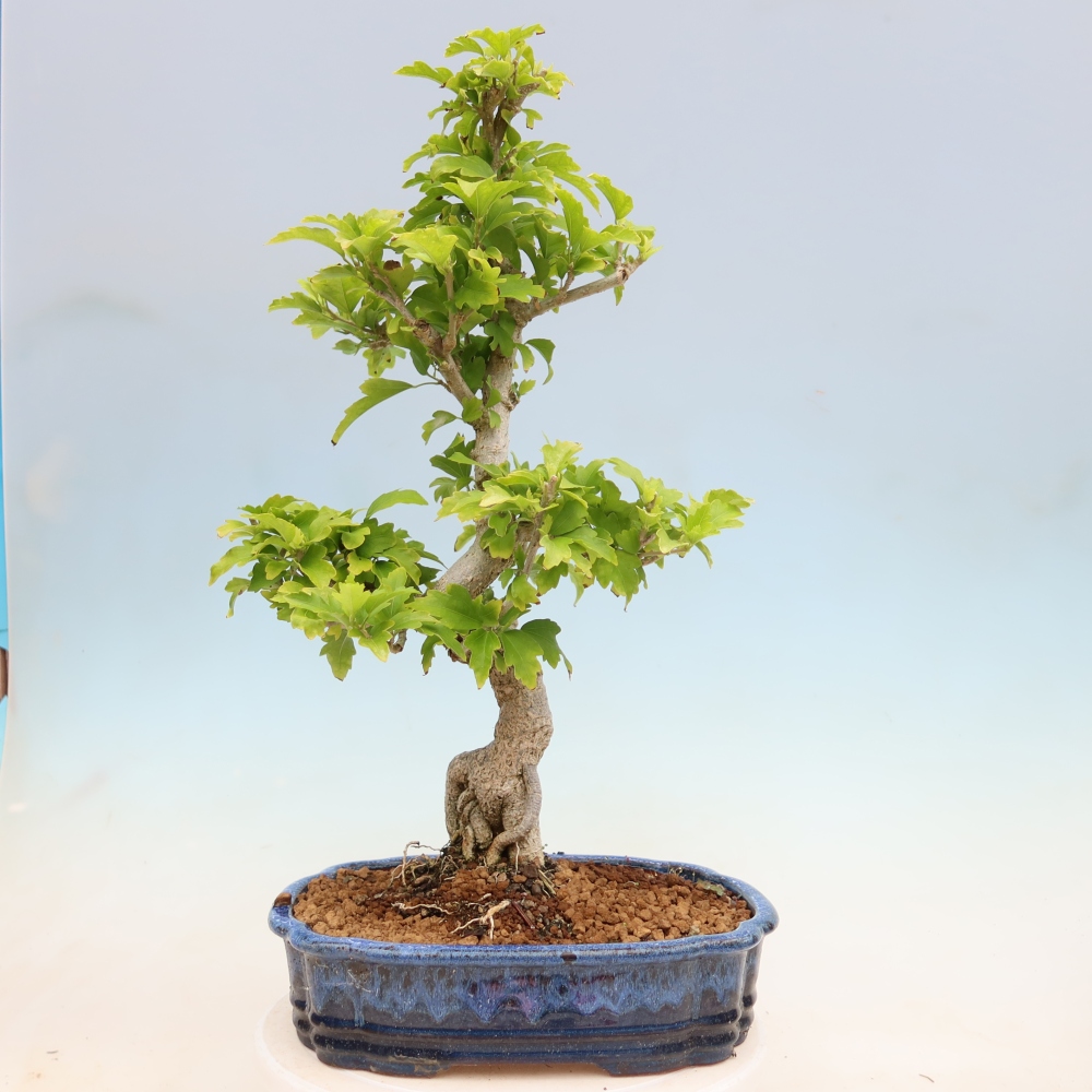 Bonsai ogrodowe – Hibiscus syriacus – hibiskus syryjski
