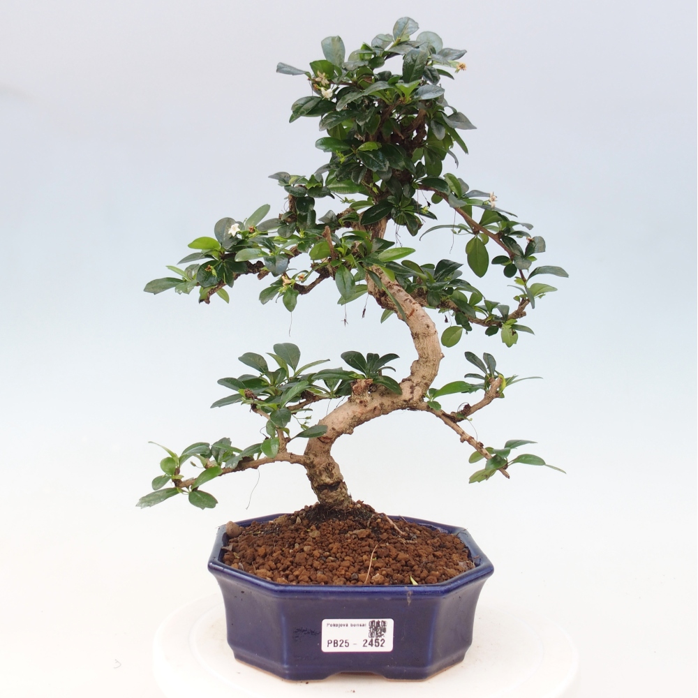 Pokój bonsai - Carmona macrophylla - Tea fuki