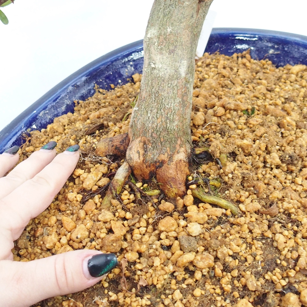 Bonsai zewnętrzne - Azalia japońska - Azalia CHIHIRO