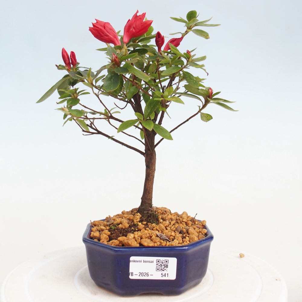 Outdoor bonsai - Azalia japońska - Azalea sp.
