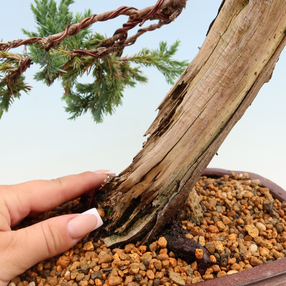 Bonsai ogrodowe – Juniperus squamata – Jałowiec łuskowaty