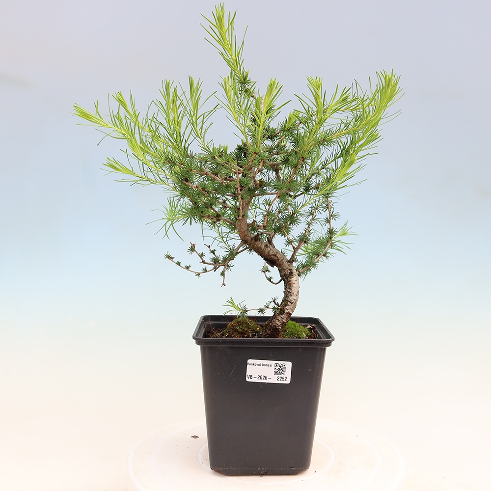 Bonsai zewnętrzne - Larix decidua - Modrzew
