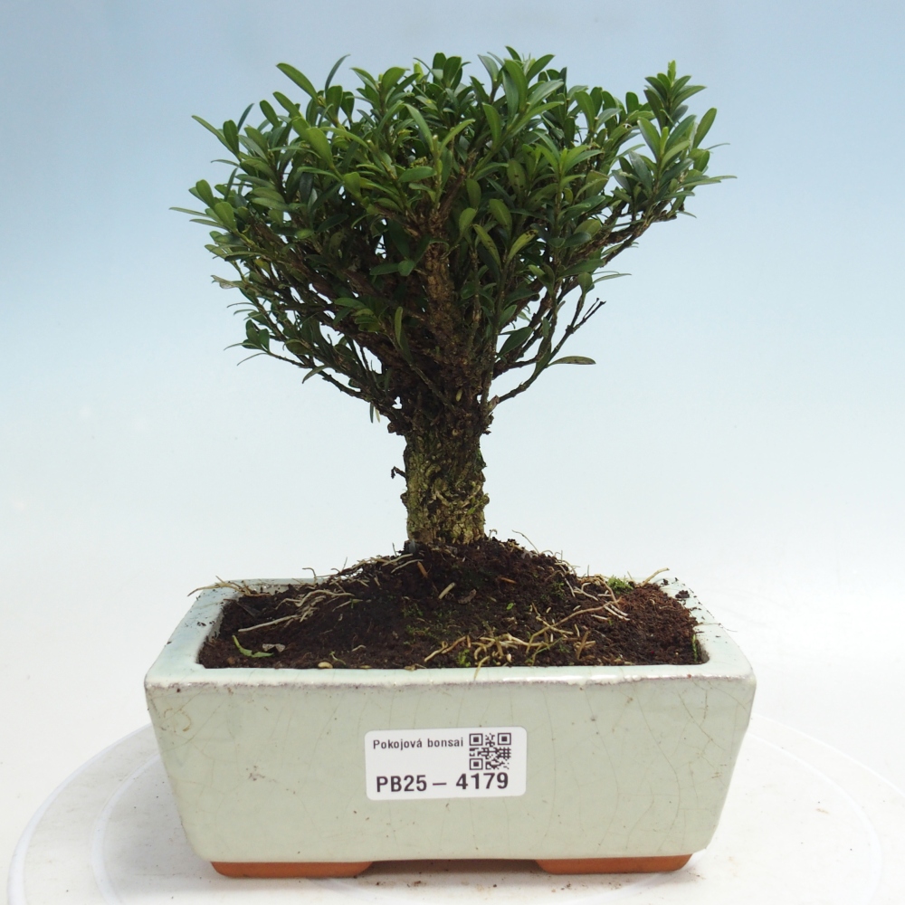 Pokój bonsai - Buxus harlandii - buxus korkowy