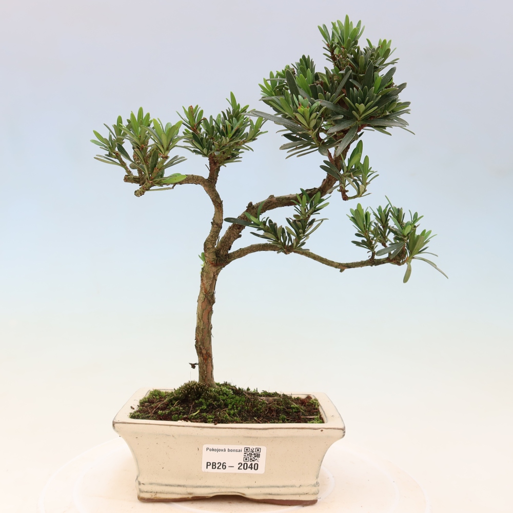 Pokój bonsai - Podocarpus - Kamienny cis
