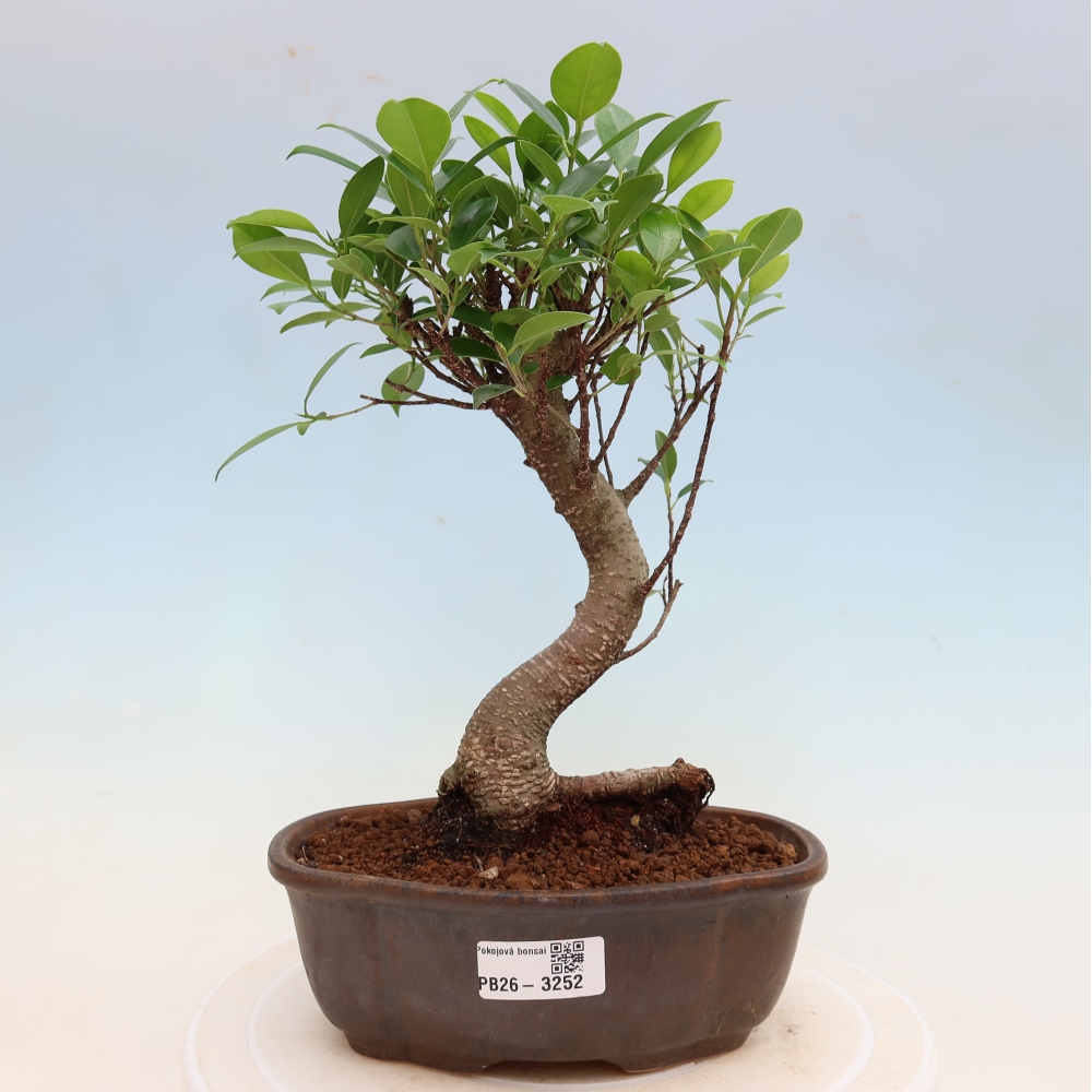 Pokój bonsai - Ficus kimmen - figowiec drobnolistny