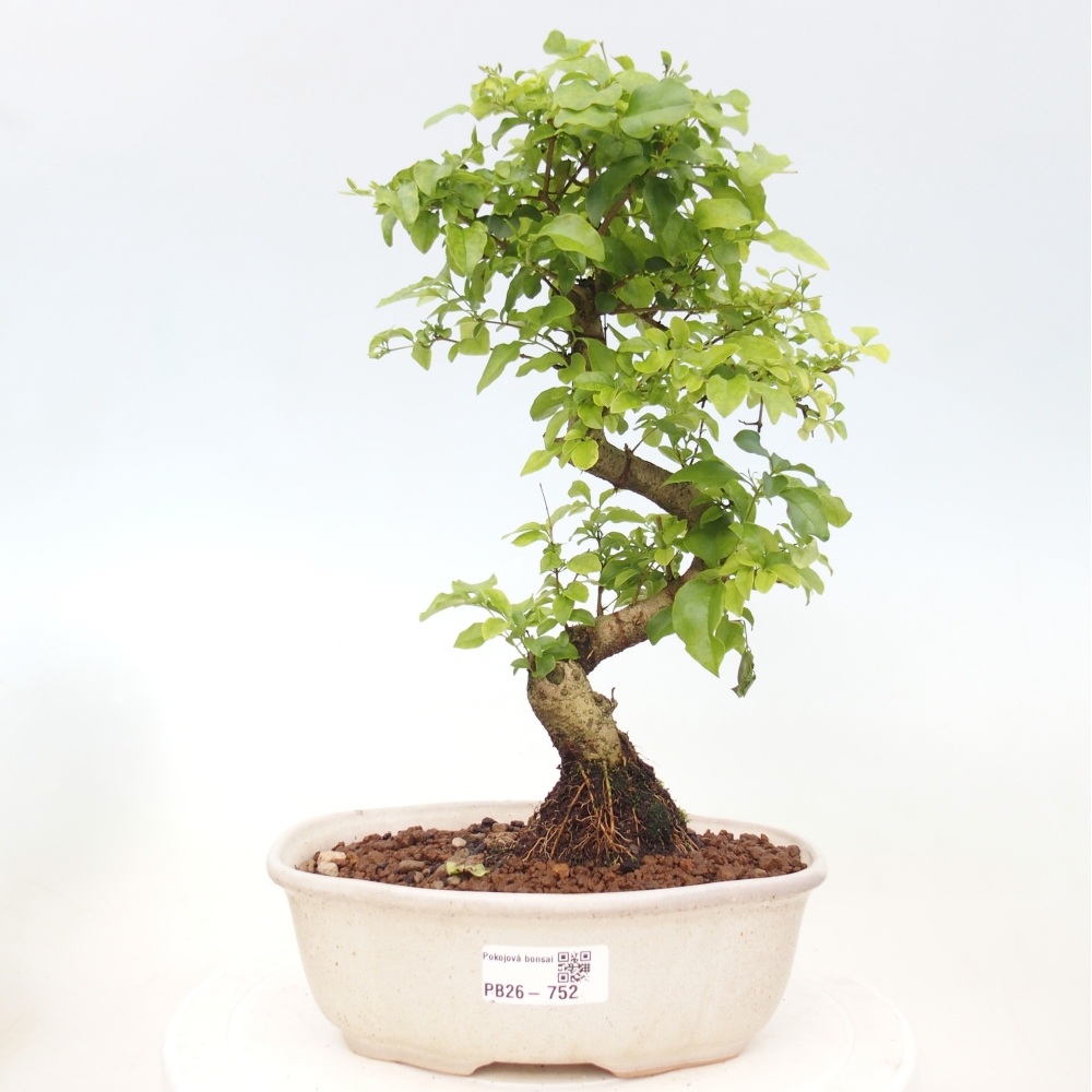 Indoor bonsai -Ligustrum chinensis - dziób ptaka