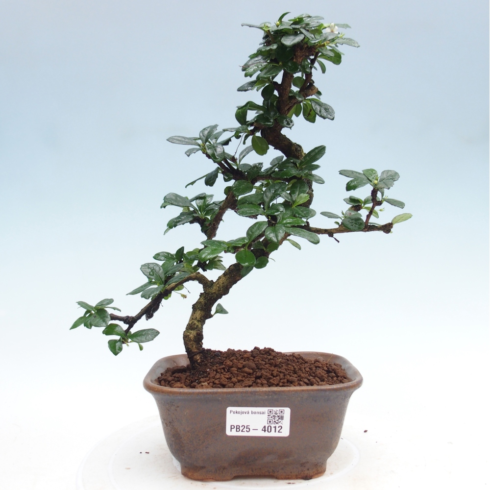 Bonsai wewnętrzne - Carmona makrophylla - Herbata Fuki