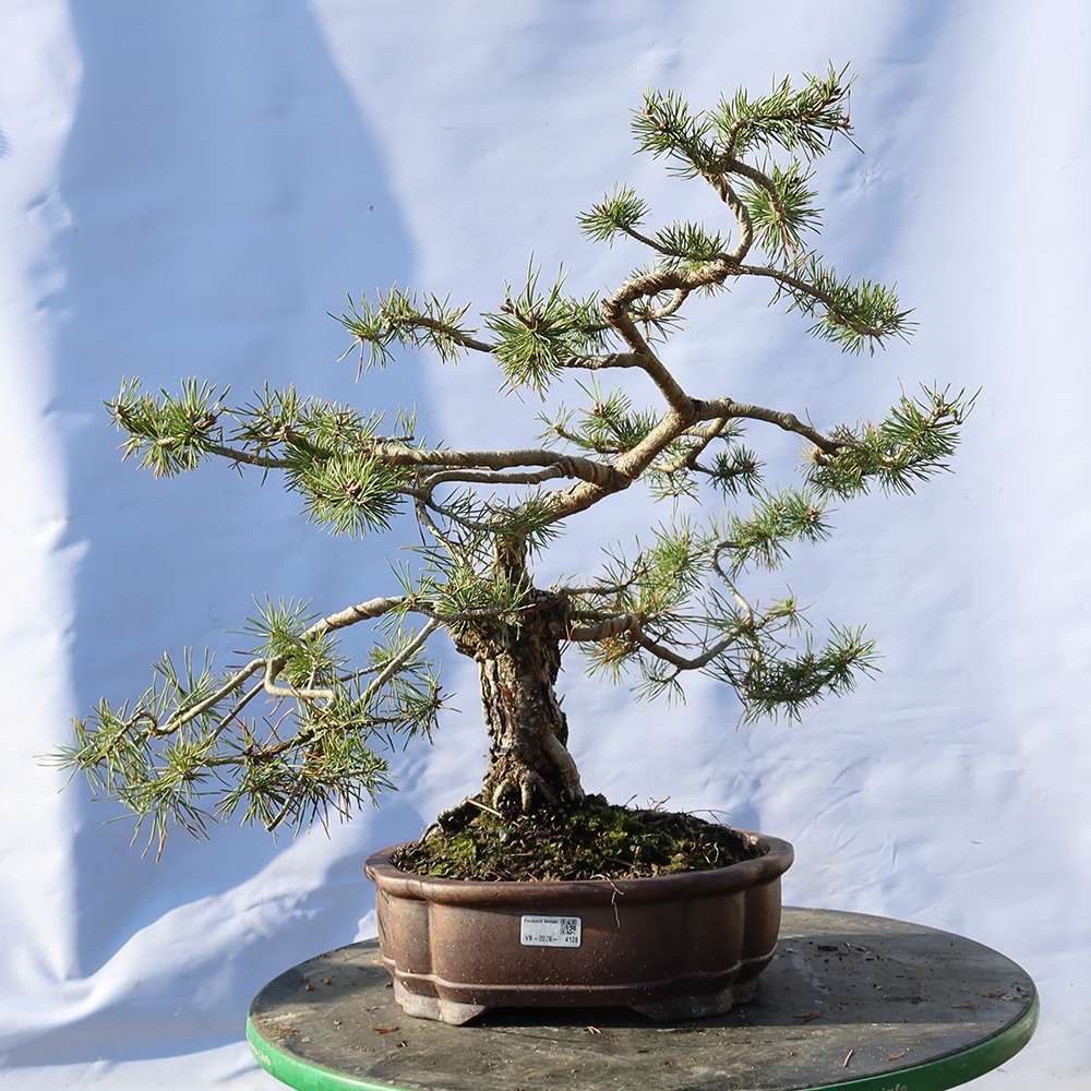 Pinus sylvestris Hiszpania – sosna zwyczajna