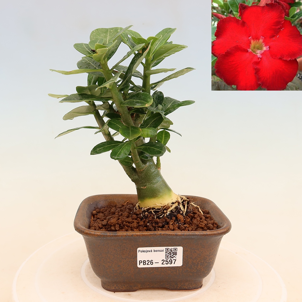 Bonsai pokojowe – Adenium obesum Red Star – Róża pustynna