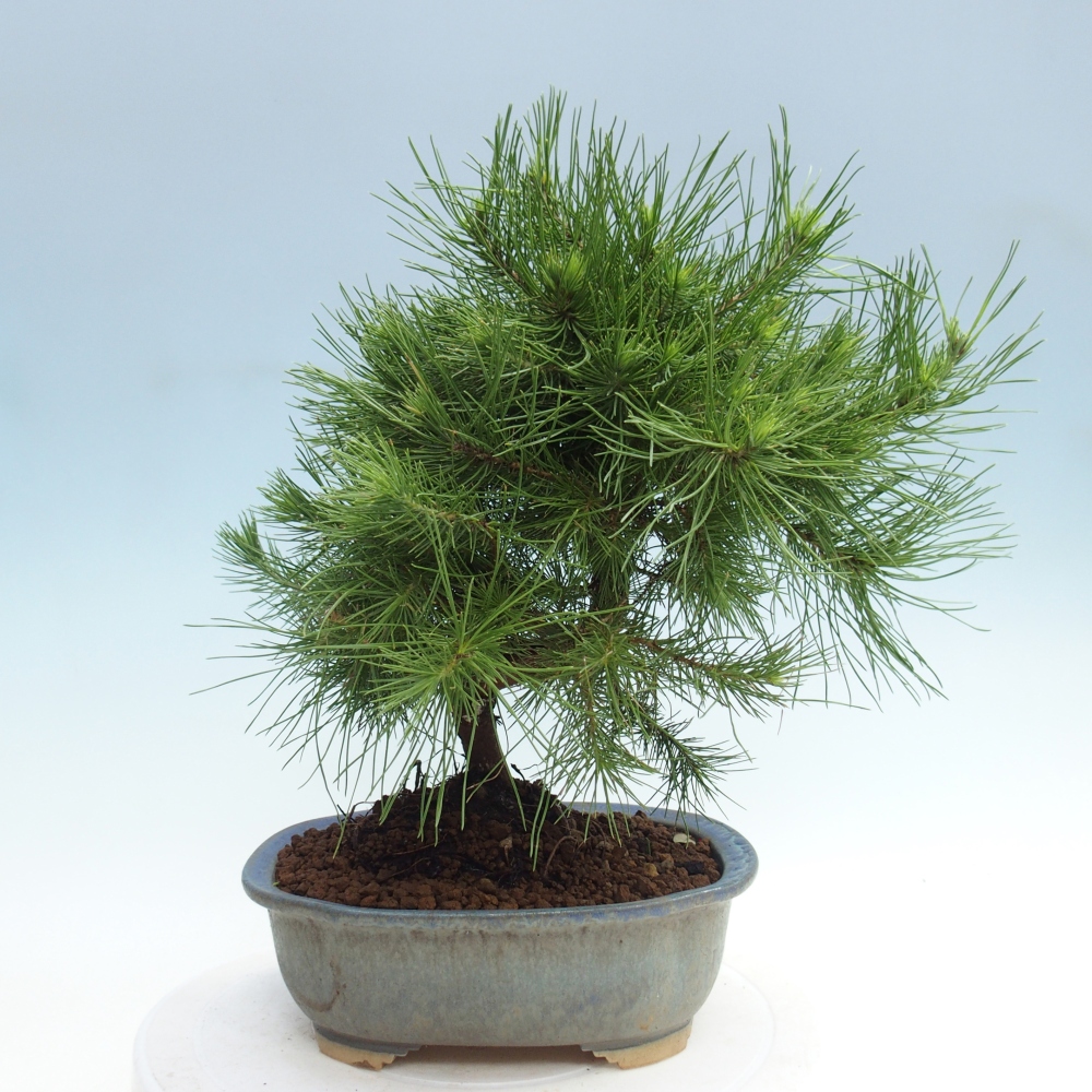 Pokój bonsai - Pinus halepensis - Sosna z Aleppo