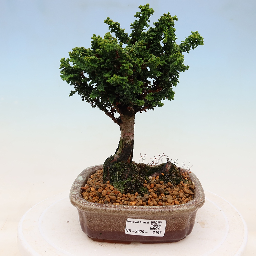 Bonsai zewnętrzne - Cham. obtusa SEKKA HINOKI - Cyprys