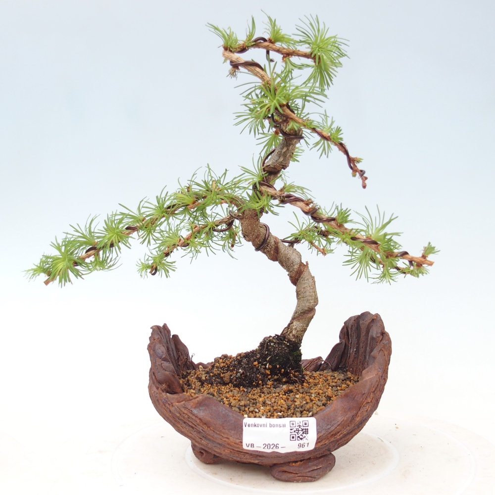 Outdoor bonsai - Larix Kaempferi - Modrzew japoński