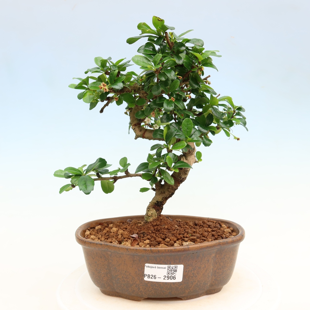 Bonsai pokojowe - Carmona macrophylla - Tea fuki