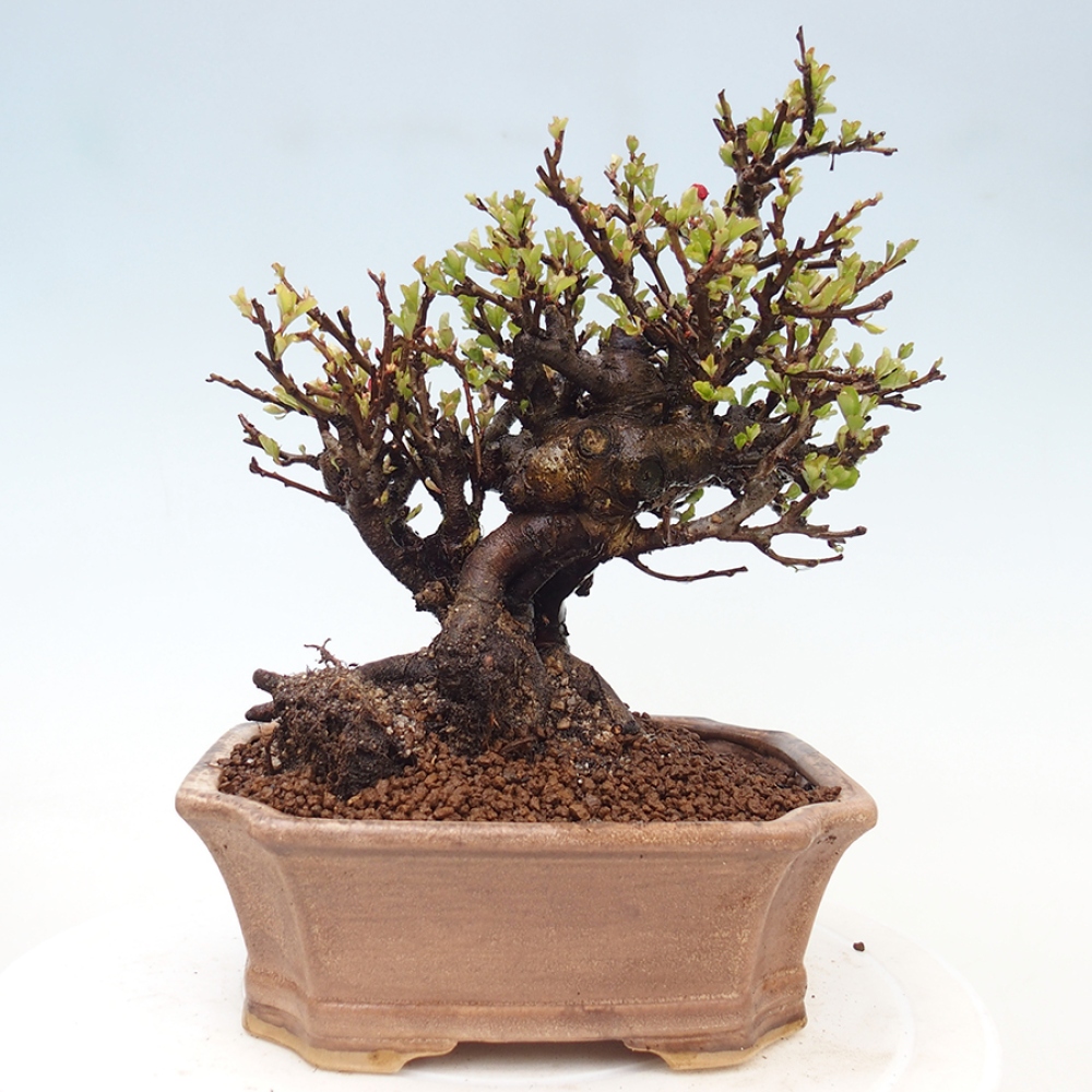 Bonsai zewnętrzne - Chaneomeles speciosa - Pigwa
