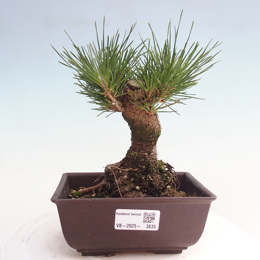 Outdoor bonsai - Pinus thunbergii - sosna Thunberga