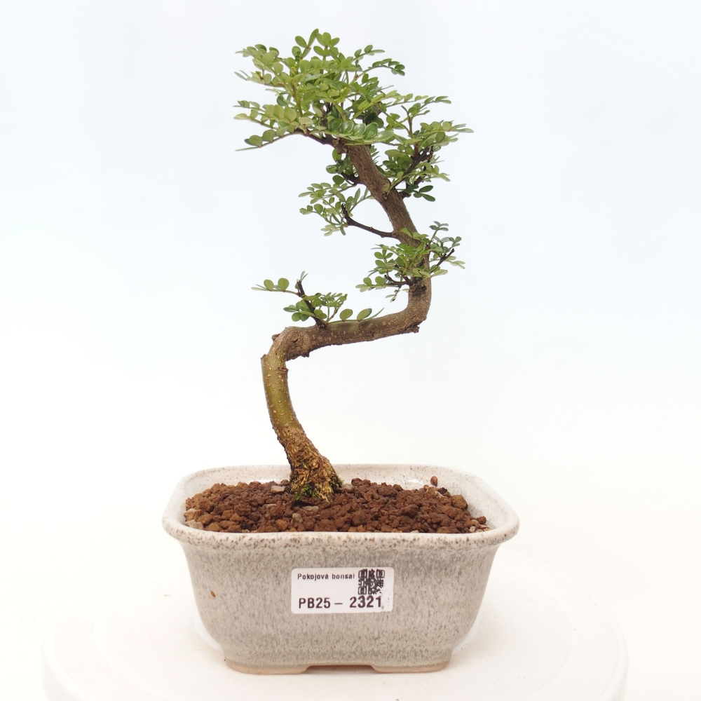Bonsai do wnętrz - Zantoxylum piperitum - Mięta pieprzowa