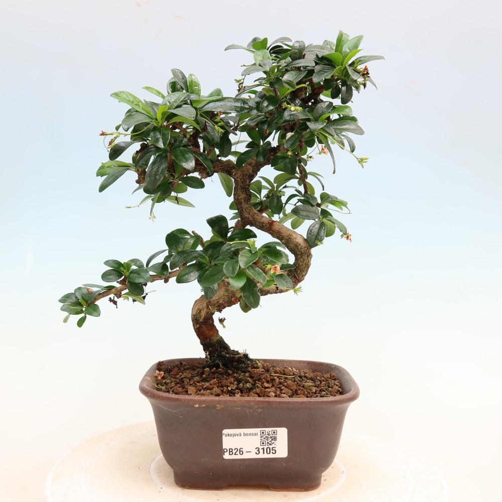 Bonsai pokojowe - Carmona macrophylla - Tea fuki