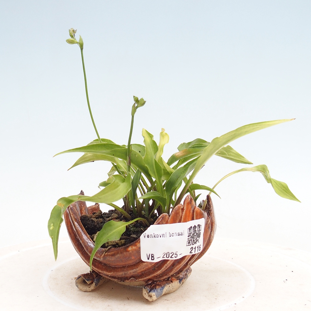 Outdoor bonsai - Mini Hosta - Bogini