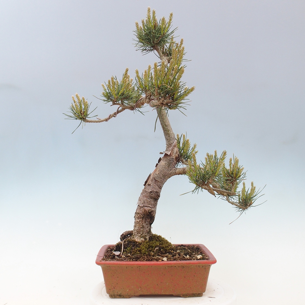 Outdoor bonsai - Pinus Sylvestris - sosna zwyczajna