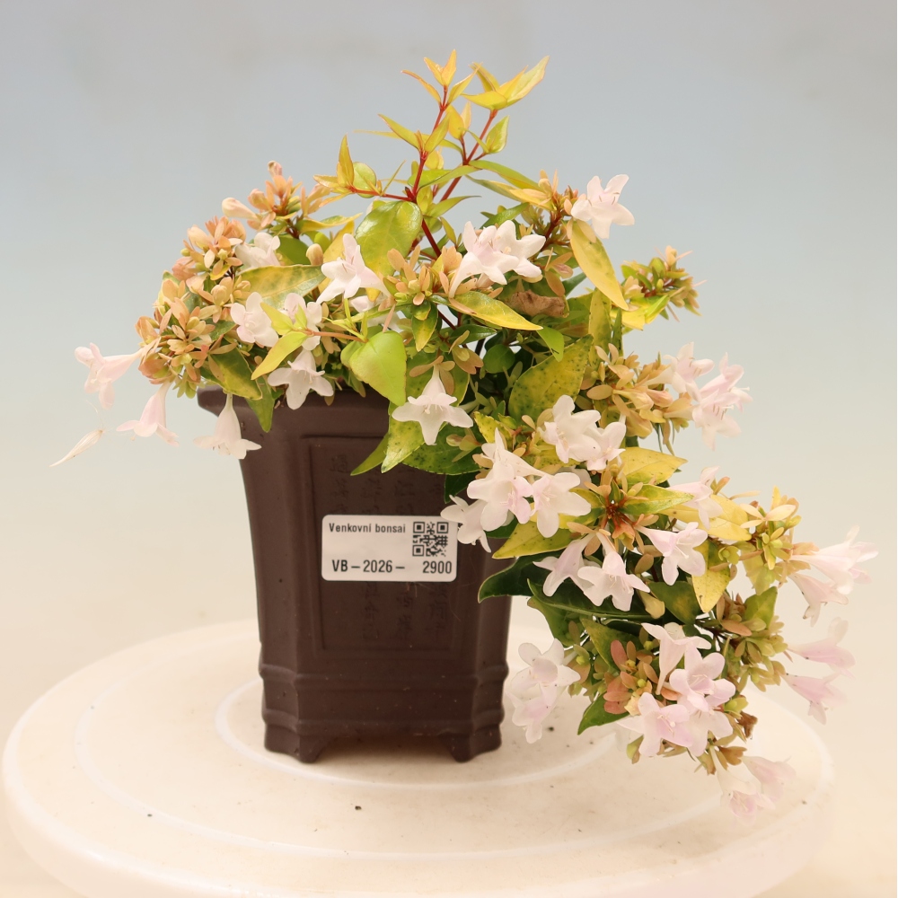 Bonsai ogrodowe – Abelia gr. Kleidoscope – Abelia wielkokwiatowa