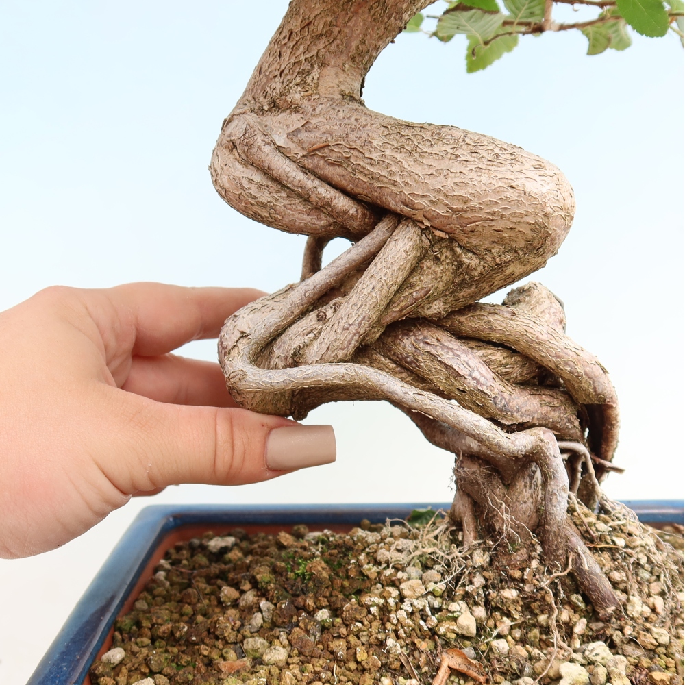 Outdoor bonsai - Carpinus CARPINOIDES - grab koreański