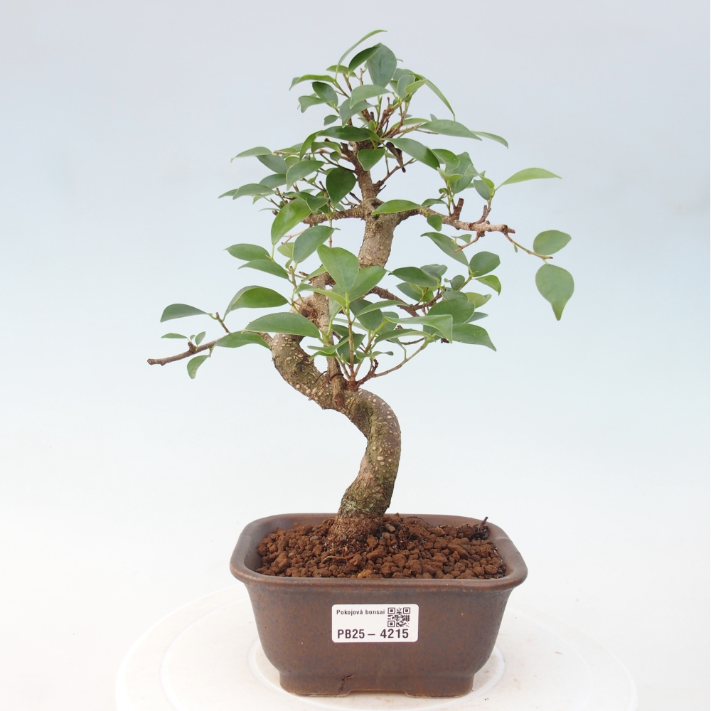 Pokój bonsai - Ficus retusa - figowiec drobnolistny
