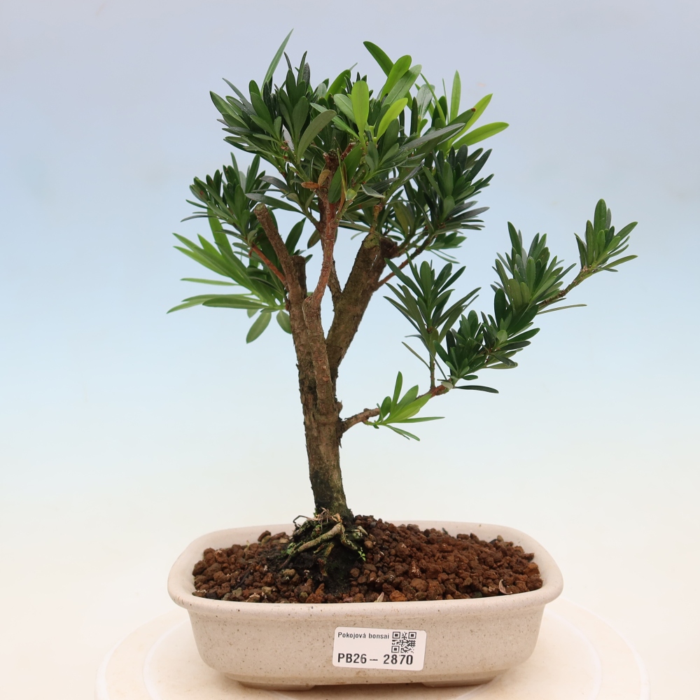 Pokój bonsai - Podocarpus - Kamienny cis