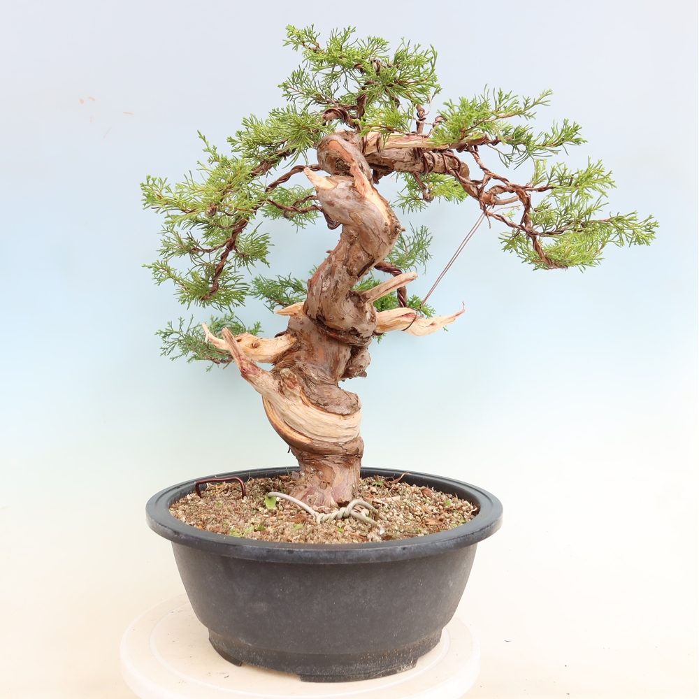 Bonsai ogrodowe – Juniperus chinensis Itoigawa – jałowiec chiński