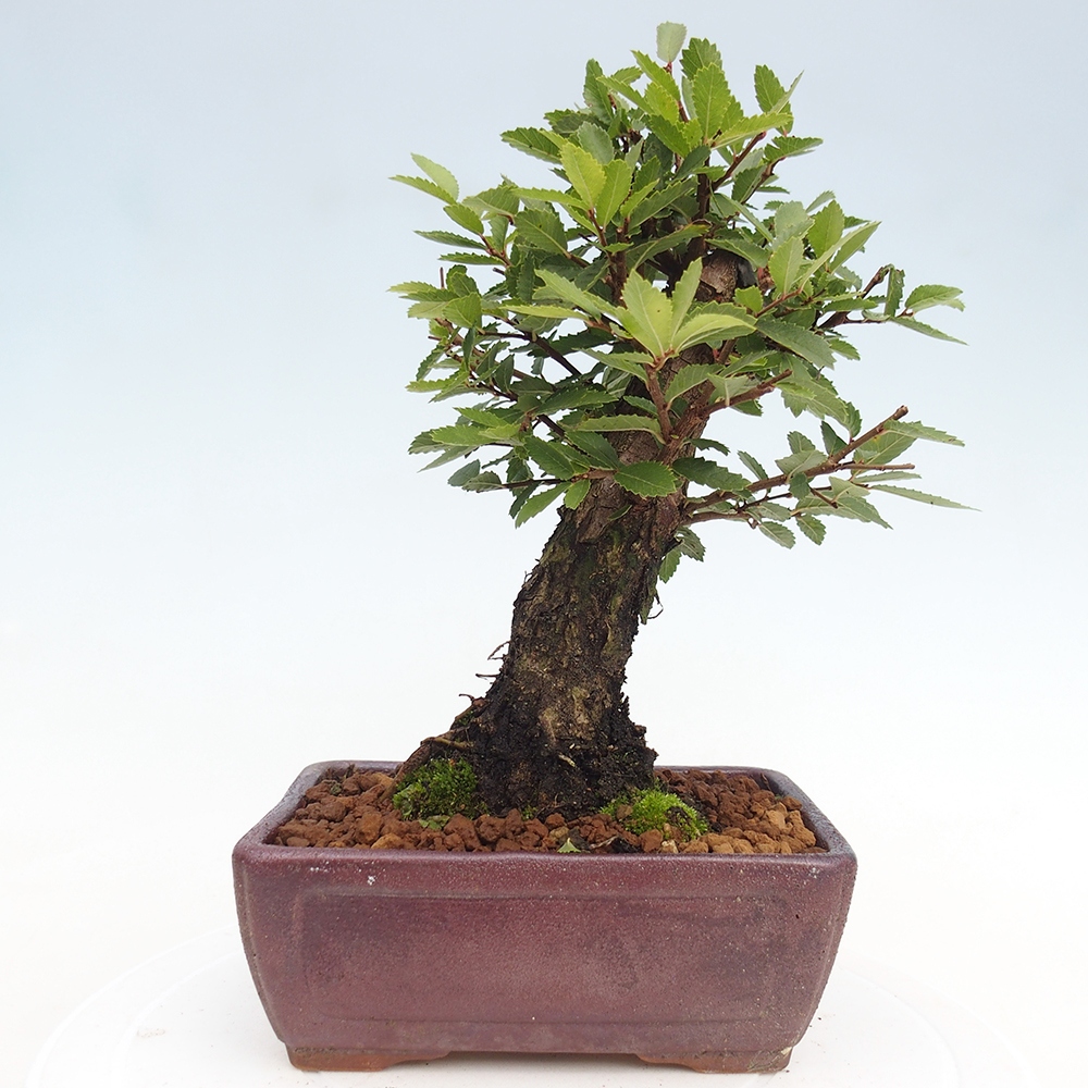 Outdoor bonsai - Zelkova - Zelkova NIRE