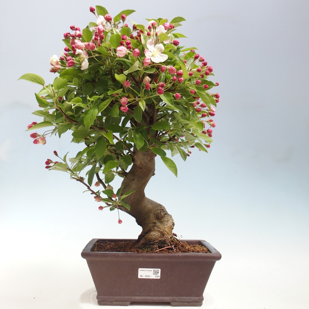 Outdoor bonsai - Malus halliana - Jabłoń drobnoowocowa
