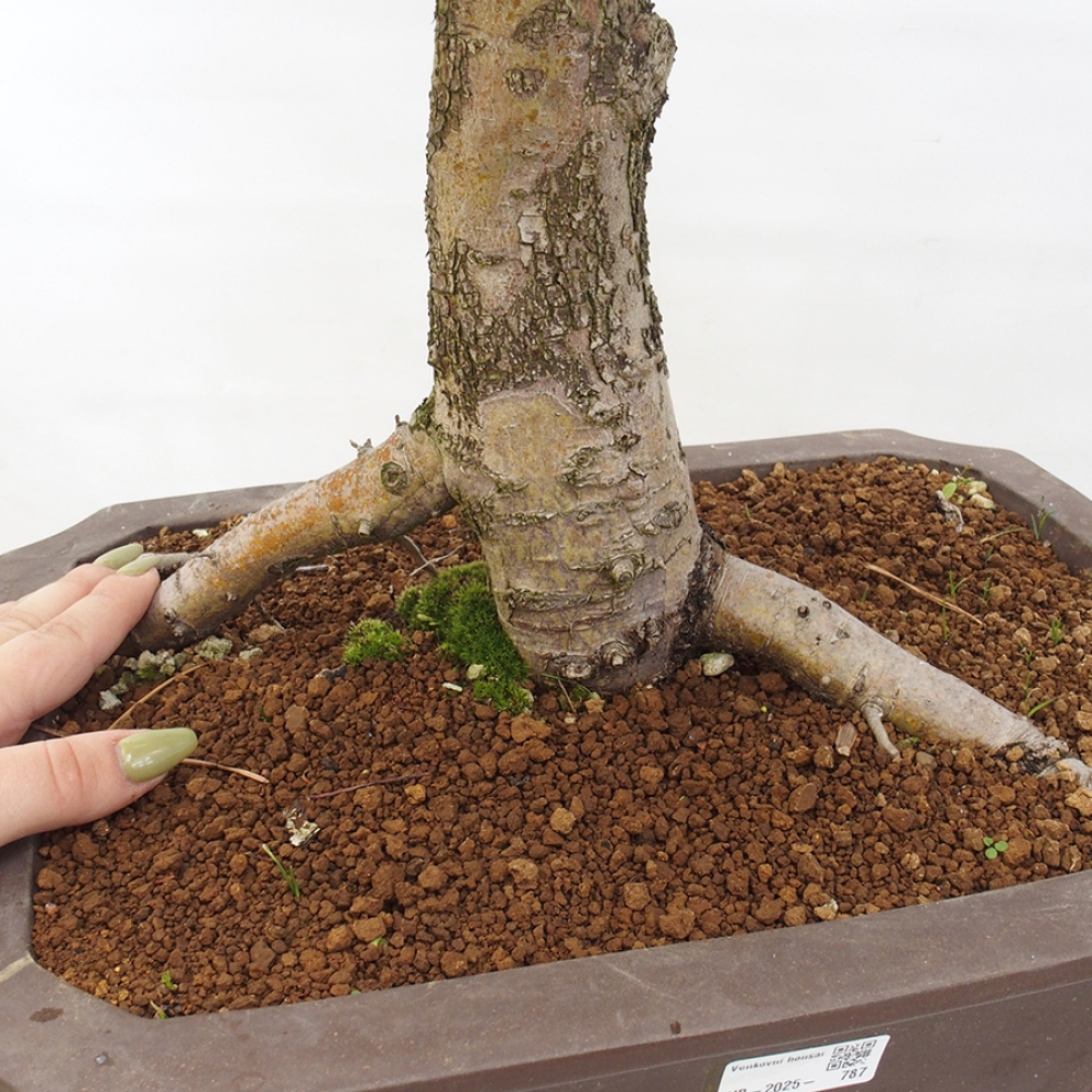 Bonsai zewnętrzne - Głóg - Crataegus monogyna