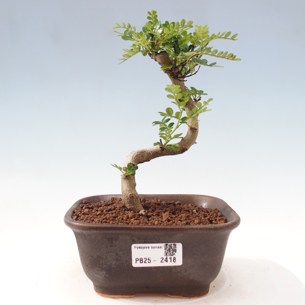Bonsai do wnętrz - Zantoxylum piperitum - Mięta pieprzowa