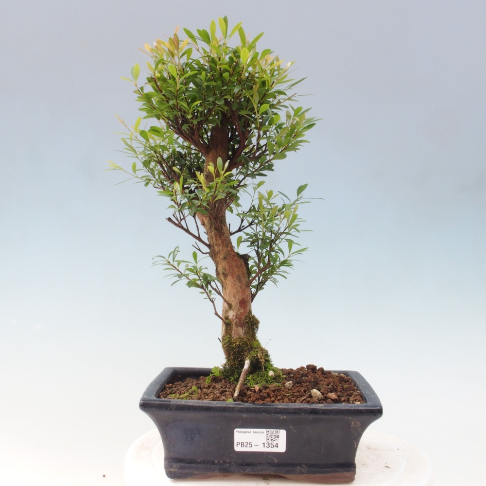 Pokój bonsai - Syzygium - Pimentovník