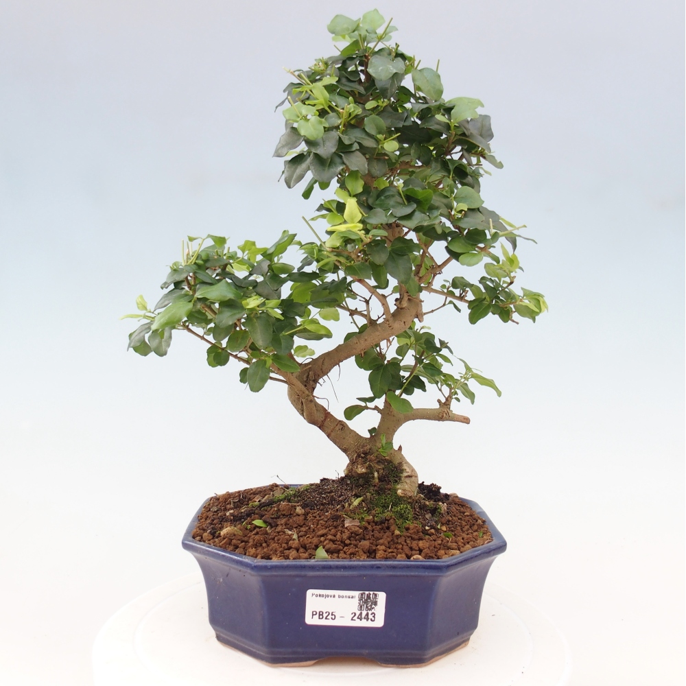 Indoor bonsai -Ligustrum chinensis - dziób ptaka
