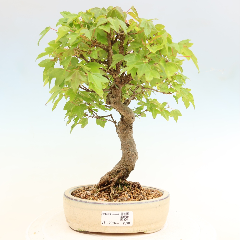 Outdoor bonsai - Klon burgeryjski - Acer burgerianum