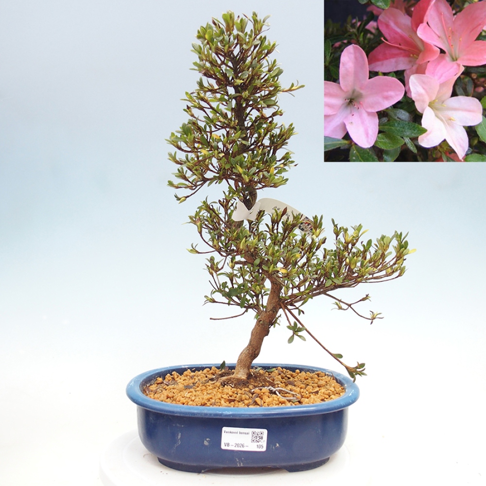Bonsai zewnętrzne - Azalia japońska - Azalia Nikko