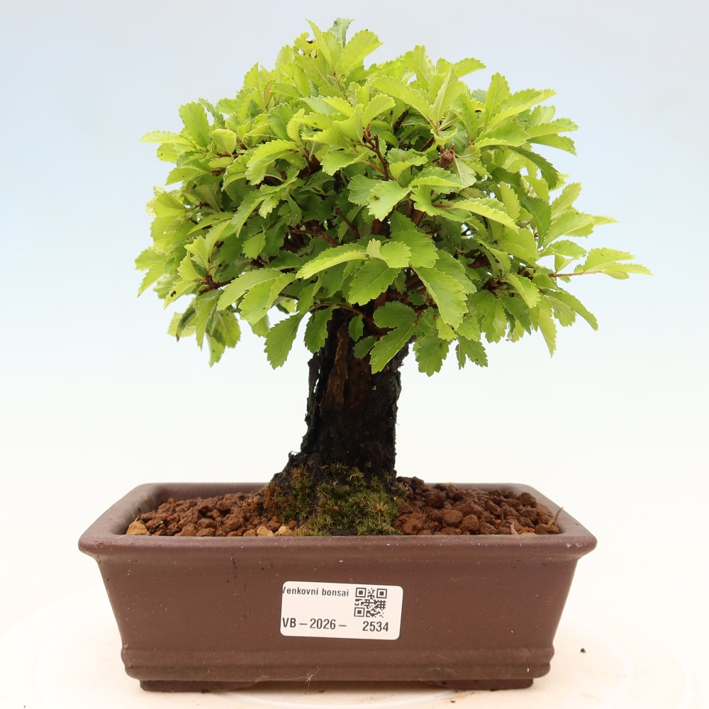 Bonsai zewnętrzne - Zelkova - Zelkova NIRE