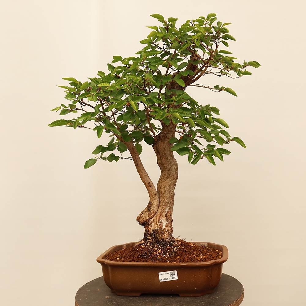 Bonsai plenerowe - Carpinus Coreana - grab koreański