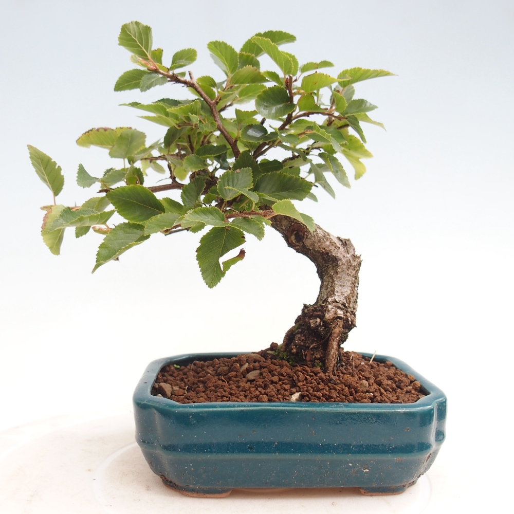 Na zewnątrz bonsai-Karpiny KARPINOWE - Koreański Grab