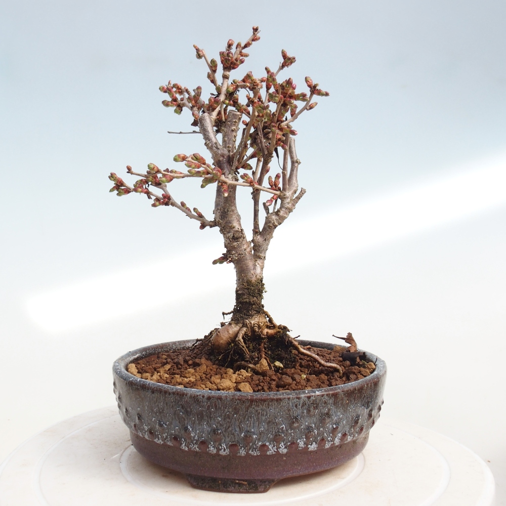 Outdoor bonsai - Prunus incisa Kojou-no mai-Plivon wycięty