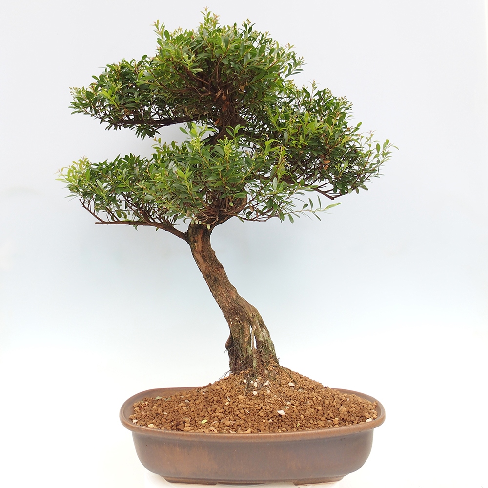 Indoor bonsai - Syzygium - Pimento - WYŁĄCZNIE ODBIÓR OSOBISTY lub transport paletowy