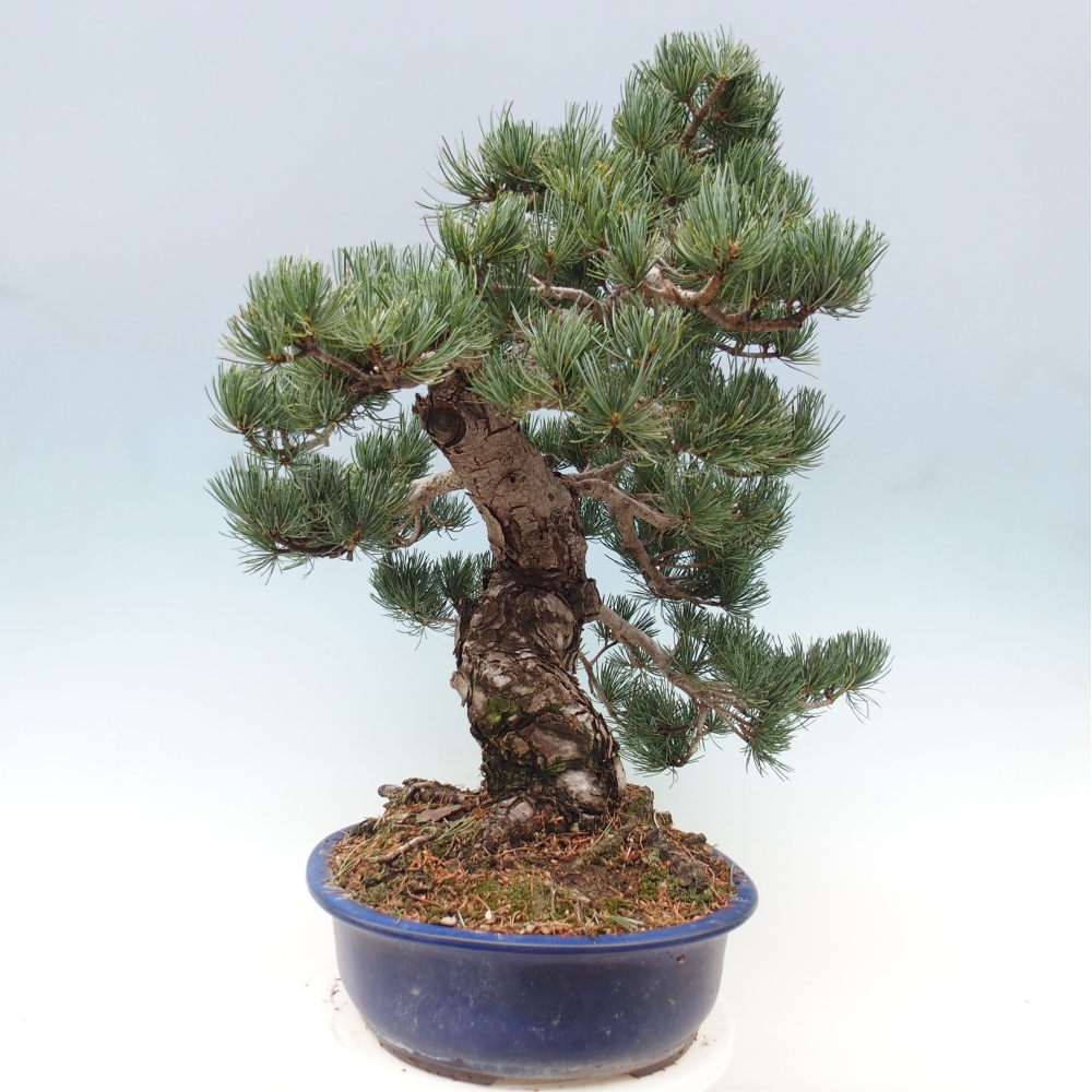 Outdoor bonsai - Pinus parviflora - Mała sosna