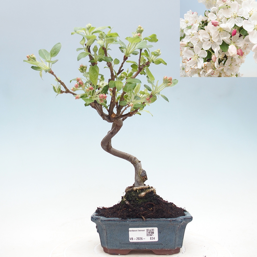 Outdoor bonsai - Malus halliana - Jabłoń drobnoowocowa