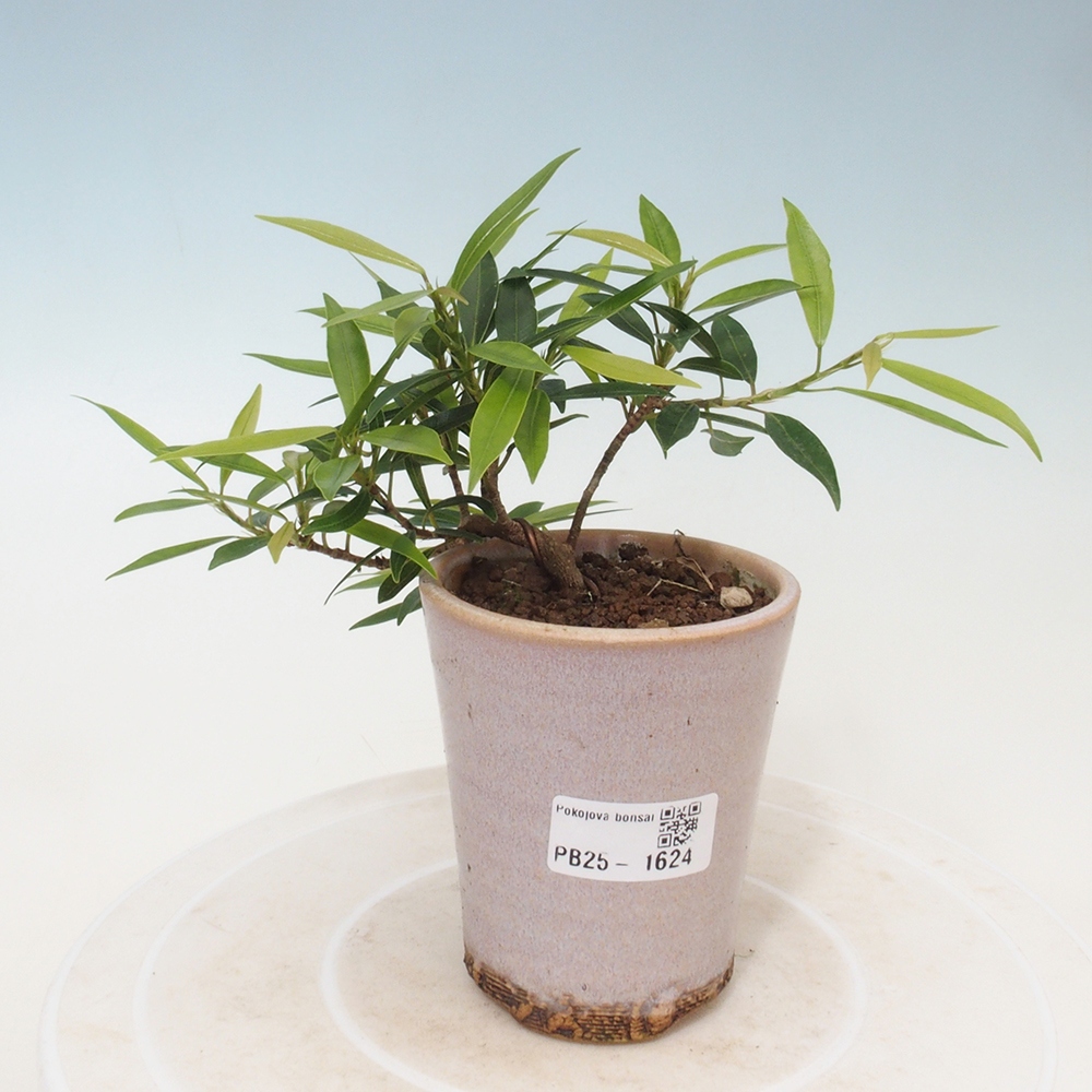 Bonsai wewnętrzne - Ficus nerifolia - figowiec drobnolistny